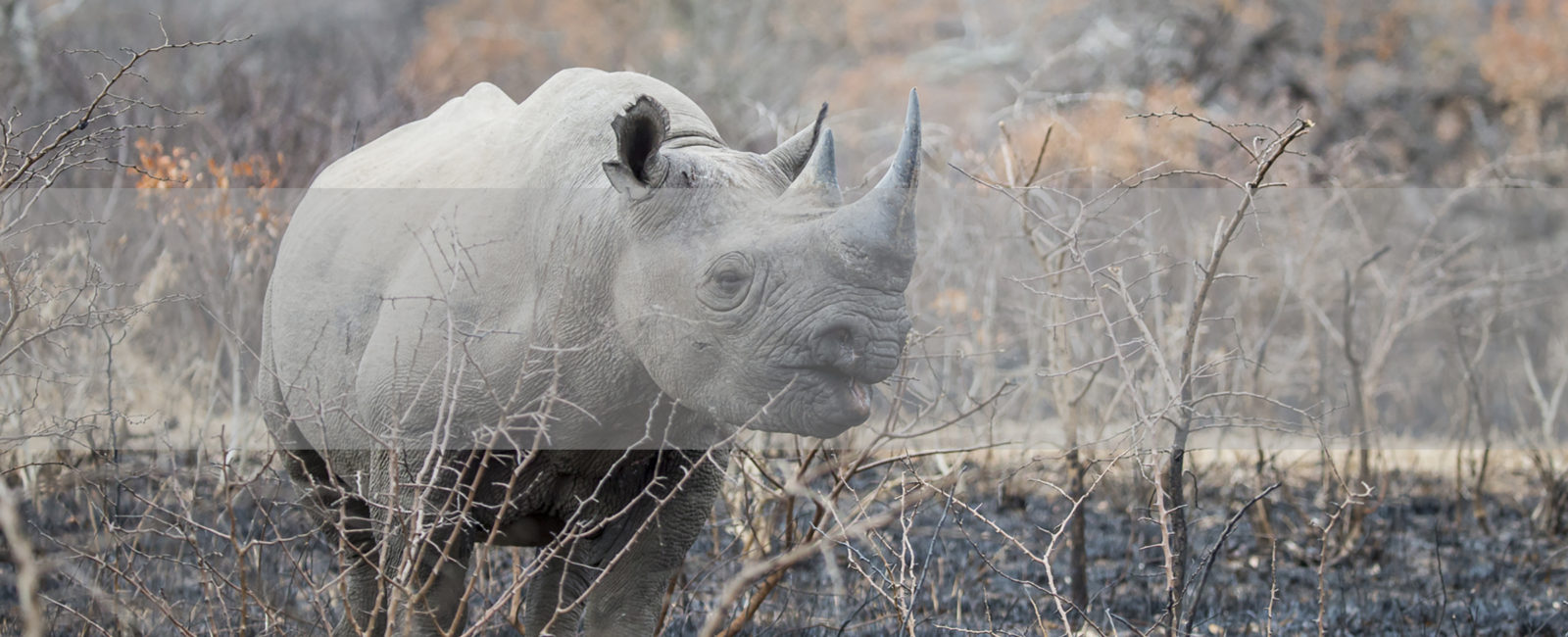 South African Safari, FiveZero Safaris