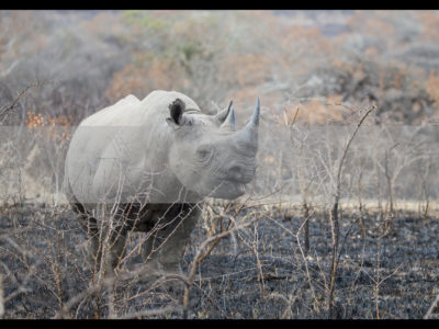 Permalink to The Phinda Safari in South Africa