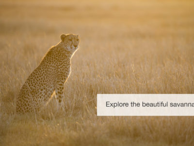 Phinda Safari, South Africa, FiveZero Safaris