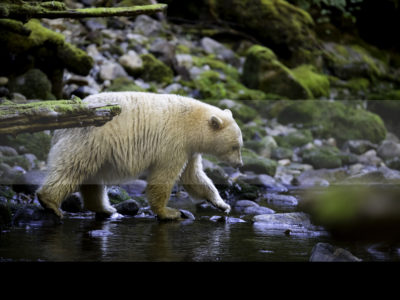 Permalink to The Spirit Bears Safari in Canada