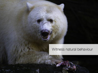 Spirit Bear Safari, FiveZero Safaris