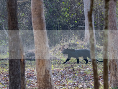 Permalink to The Black Leopard Safari in India