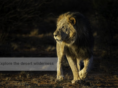 Kalahari Safari, FiveZero Safaris