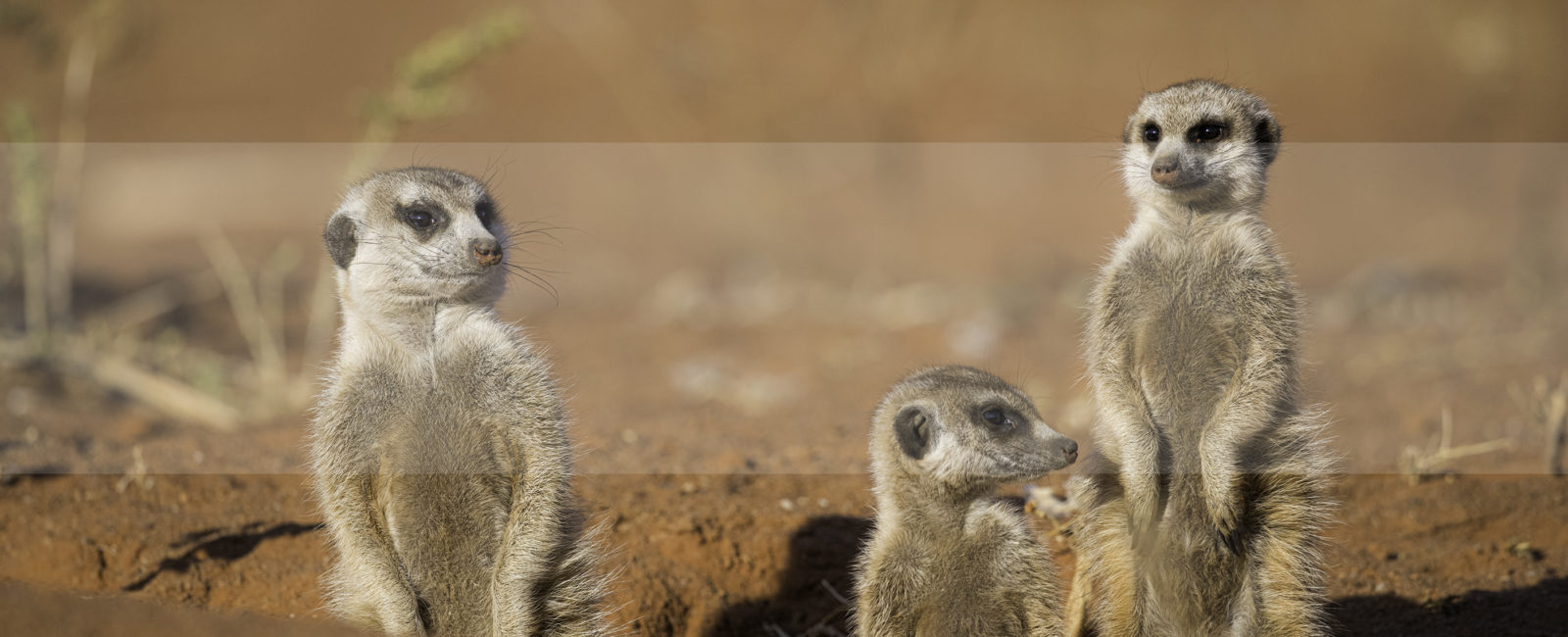 Kalahari Safari, FiveZero Safaris
