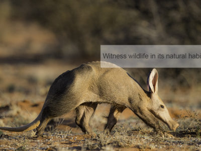 Kalahari Safari, FiveZero Safaris