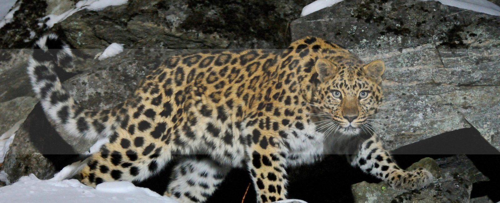 FiveZero Safaris, Amur Leopard