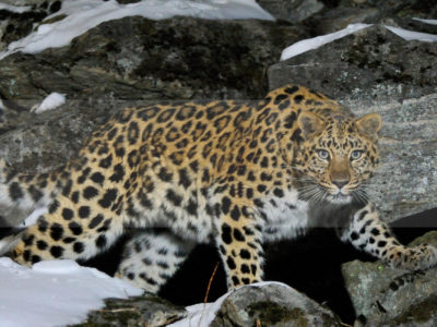 Permalink to The Amur Leopard Safari in Russia