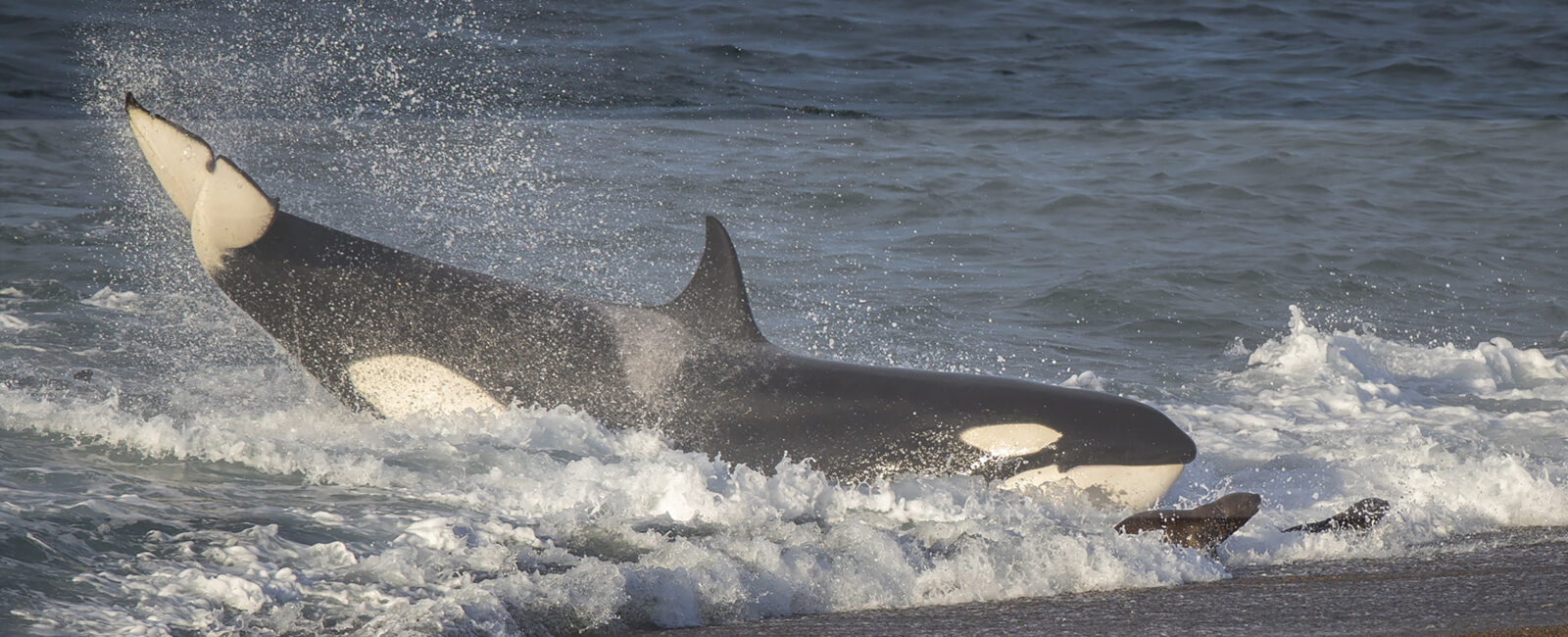 The Orca Safari, FiveZero Safaris