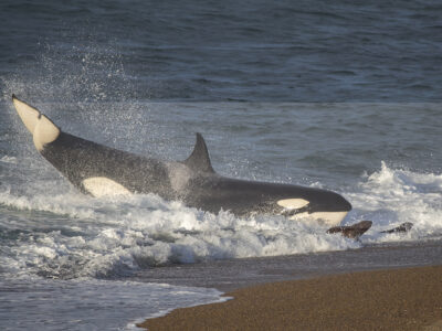 Permalink to The Orca Safari in Argentina